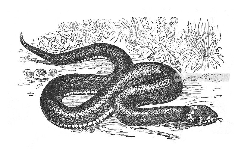 草蛇-环蛇或水蛇(Natrix Natrix) -老式雕刻插图